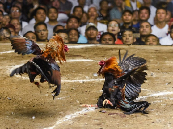 PNP to share with NBI info on missing cockfight enthusiasts