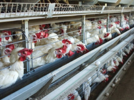 DA urges public to report cases of bird flu in NorMin