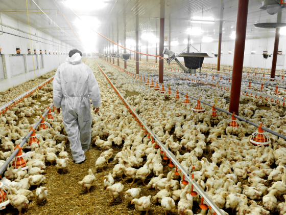 DOST allots over P4.7-M for smart poultry growing-