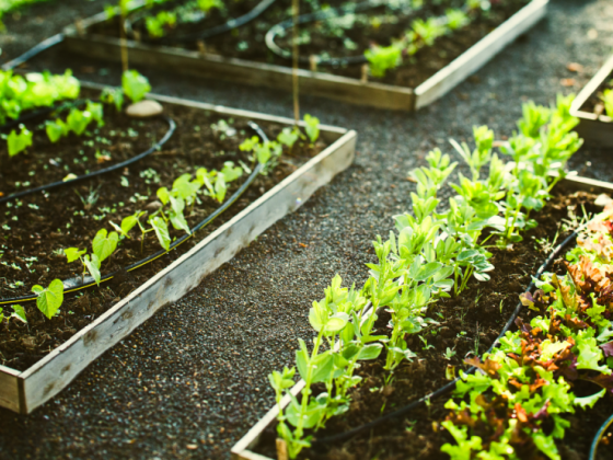 DILG urges village execs anew to promote backyard gardening