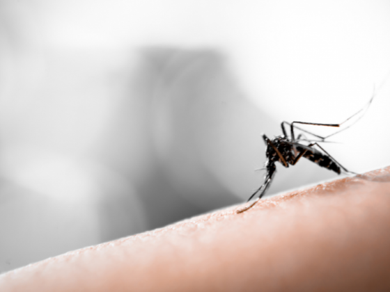 All provinces except Palawan malaria-free: DOH