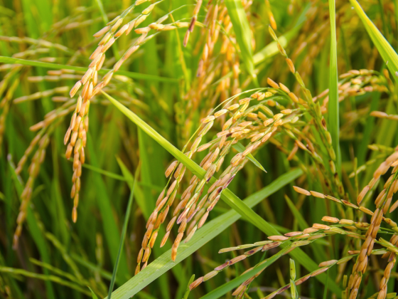 Hybrid rice production helps boost food security