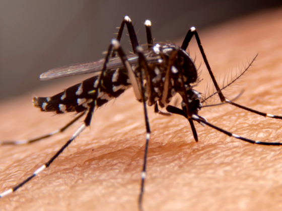 Puerto Princesa dengue cases on the rise but manageable