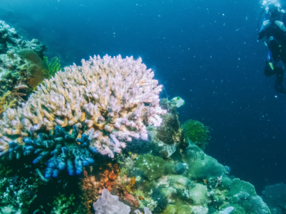PH wins best diving destination title at Beijing expo