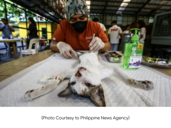 Veterinary post in every LGU key to curbing rabies – expert