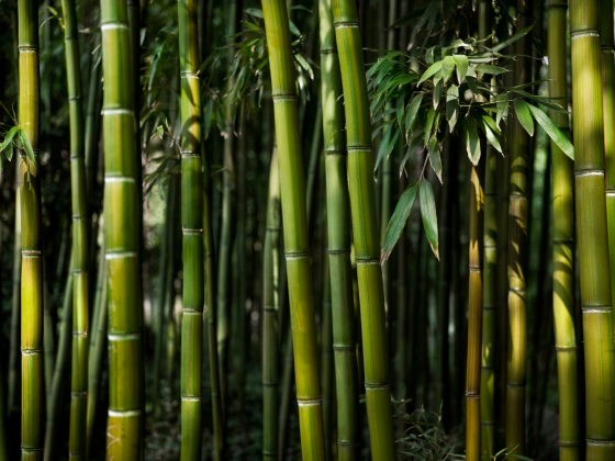 PH fashion industry can benefit from bamboo
