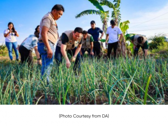 Senators call for protection of farmers amid falling onion prices