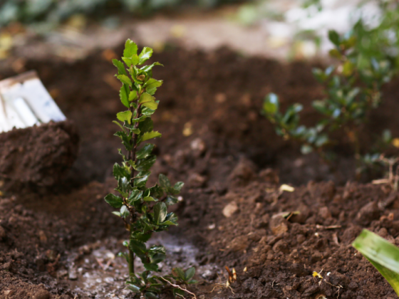 Iloilo City targets to plant 100K trees this year